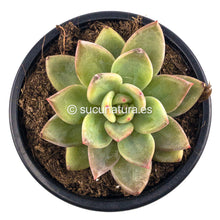 Load image into Gallery viewer, Echeveria Agavoides Emerald - ø 10.5 cm - Sucunatura. Plantas crassulas como echeveria, kalanchoe, sedum, sempervivum, graptoveria y aeonium.
