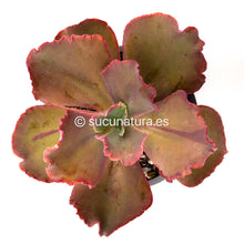 Load image into Gallery viewer, Echeveria Gibbiflora - ø 12 cm - Sucunatura. Plantas crassulas como echeveria, kalanchoe, sedum, sempervivum, graptoveria y aeonium.
