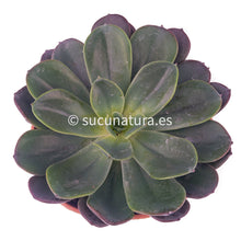 Load image into Gallery viewer, Echeveria Blue Prince - ø 14cm - Sucunatura. Plantas crassulas como echeveria, kalanchoe, sedum, sempervivum, graptoveria y aeonium.
