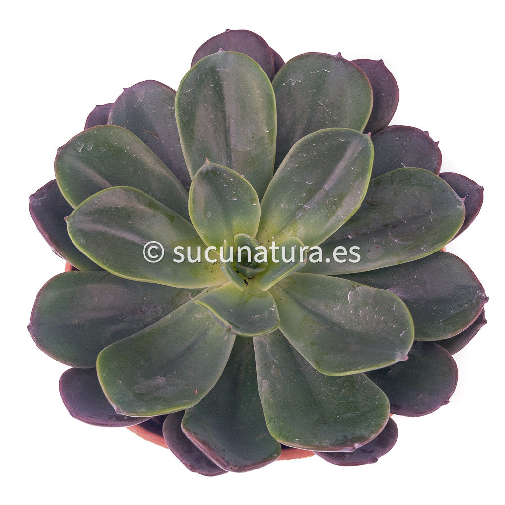 Echeveria Blue Prince - ø 14cm - Sucunatura. Plantas crassulas como echeveria, kalanchoe, sedum, sempervivum, graptoveria y aeonium.