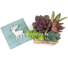 Load image into Gallery viewer, Kit Navideño - Sucunatura. Plantas crassulas como echeveria, kalanchoe, sedum, sempervivum, graptoveria y aeonium.
