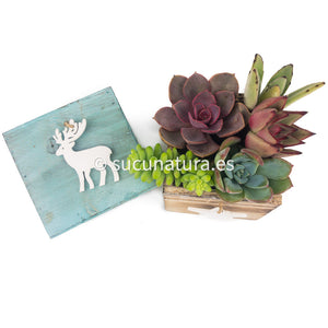 Kit Navideño - Sucunatura. Plantas crassulas como echeveria, kalanchoe, sedum, sempervivum, graptoveria y aeonium.