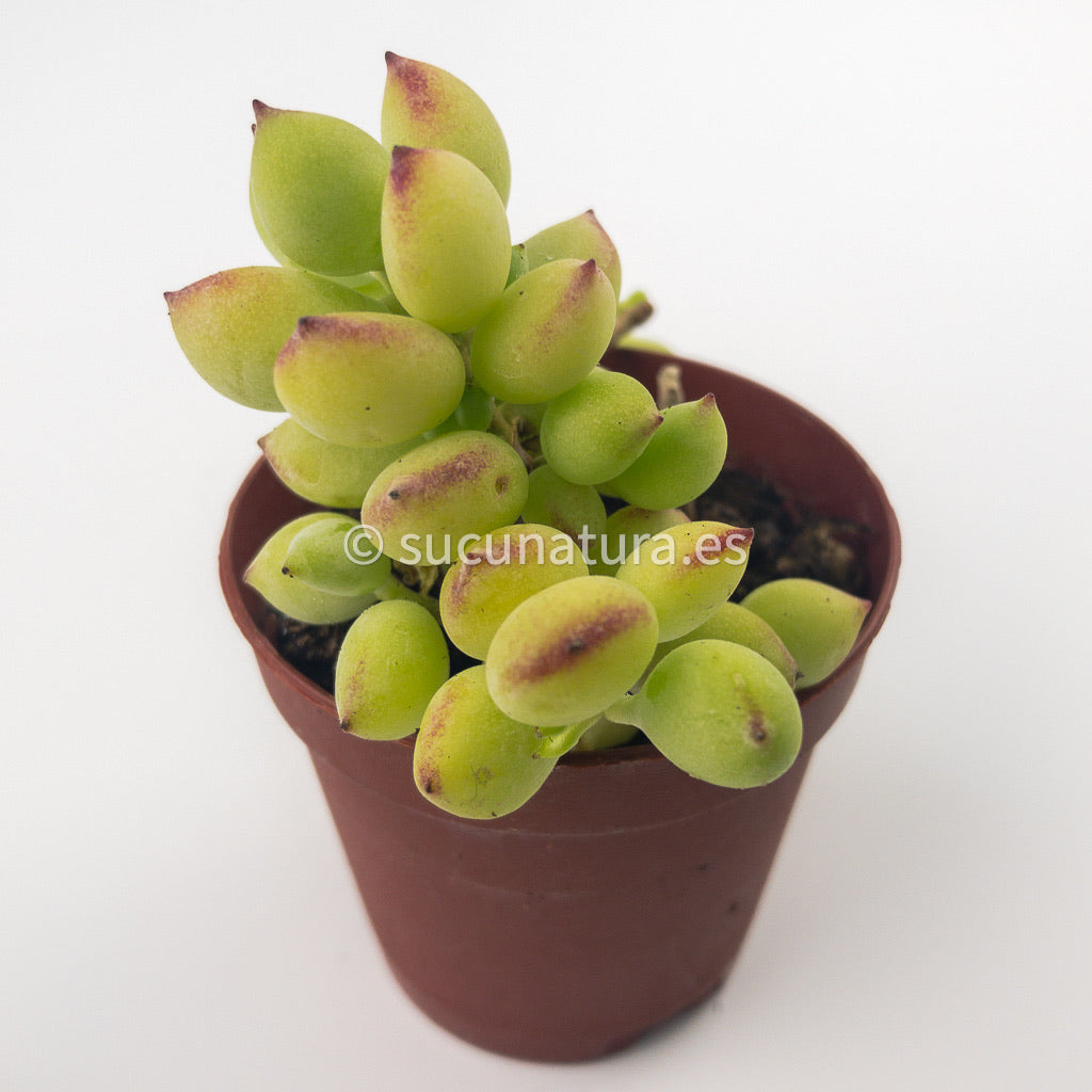 Cotiledón Pendens Variegata - ø 5.5 cm - Sucunatura. Plantas crassulas como echeveria, kalanchoe, sedum, sempervivum, graptoveria y aeonium.