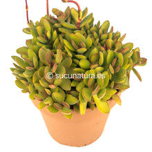 Load image into Gallery viewer, Crassula Money Maker - ø 14 cm - Sucunatura. Plantas crassulas como echeveria, kalanchoe, sedum, sempervivum, graptoveria y aeonium.
