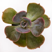 Cargar imagen en el visor de la galería, Echeveria ghost - ø 5.5 cm - Sucunatura. Plantas crassulas como echeveria, kalanchoe, sedum, sempervivum, graptoveria y aeonium.
