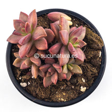 Cargar imagen en el visor de la galería, Graptosedum Vera Higgins o Bronze - ø 10.5 cm - Sucunatura. Plantas crassulas como echeveria, kalanchoe, sedum, sempervivum, graptoveria y aeonium.
