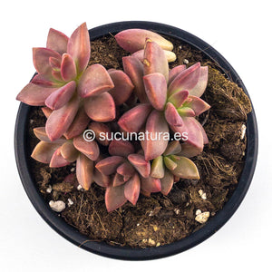 Graptosedum Vera Higgins o Bronze - ø 10.5 cm - Sucunatura. Plantas crassulas como echeveria, kalanchoe, sedum, sempervivum, graptoveria y aeonium.