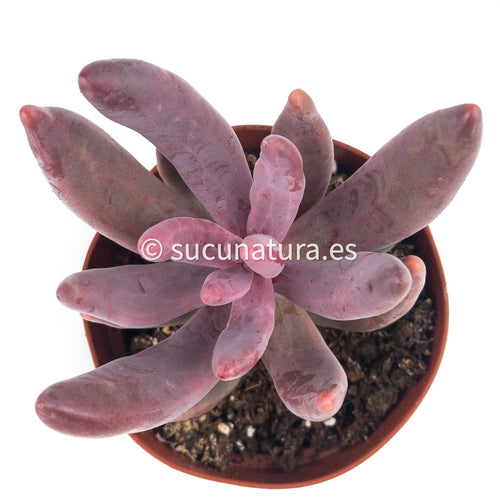 Pachysedum Ganzhou - ø 8.5 cm - Sucunatura. Plantas crassulas como echeveria, kalanchoe, sedum, sempervivum, graptoveria y aeonium.