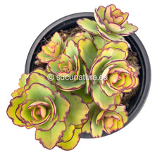 Cargar imagen en el visor de la galería, Kalanchoe Laxiflora - ø 10.5 cm - Sucunatura. Plantas crassulas como echeveria, kalanchoe, sedum, sempervivum, graptoveria y aeonium.
