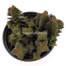 Cargar imagen en el visor de la galería, Crassula Capitella Pagoda - ø 10.5 cm - Sucunatura. Plantas crassulas como echeveria, kalanchoe, sedum, sempervivum, graptoveria y aeonium.
