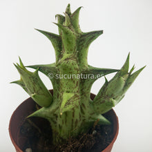 Load image into Gallery viewer, Estrella Negra (Orbea decaisneana) - ø 5.5 cm - Sucunatura. Plantas crassulas como echeveria, kalanchoe, sedum, sempervivum, graptoveria y aeonium.
