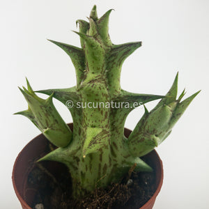 Estrella Negra (Orbea decaisneana) - ø 5.5 cm - Sucunatura. Plantas crassulas como echeveria, kalanchoe, sedum, sempervivum, graptoveria y aeonium.