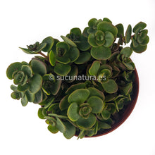 Load image into Gallery viewer, Sedum spurium J. Creech- ø 10.5 cm - Sucunatura. Plantas crassulas como echeveria, kalanchoe, sedum, sempervivum, graptoveria y aeonium.
