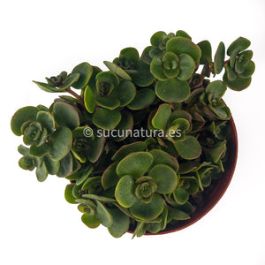 Sedum spurium J. Creech- ø 10.5 cm - Sucunatura. Plantas crassulas como echeveria, kalanchoe, sedum, sempervivum, graptoveria y aeonium.