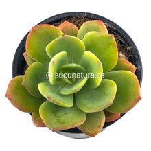 Load image into Gallery viewer, Echeveria Morvan - ø 10.5 cm - Sucunatura. Plantas crassulas como echeveria, kalanchoe, sedum, sempervivum, graptoveria y aeonium.
