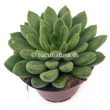 Cargar imagen en el visor de la galería, Echeveria Emiria- ø 12 cm - Sucunatura. Plantas crassulas como echeveria, kalanchoe, sedum, sempervivum, graptoveria y aeonium.
