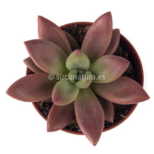 Cargar imagen en el visor de la galería, Graptoveria Ruby Dona - 10.5 ø cm - Sucunatura. Plantas crassulas como echeveria, kalanchoe, sedum, sempervivum, graptoveria y aeonium.
