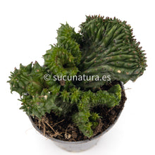 Load image into Gallery viewer, Euphorbia Horrida Crestata - ø 7.5 cm - Sucunatura. Plantas crassulas como echeveria, kalanchoe, sedum, sempervivum, graptoveria y aeonium.
