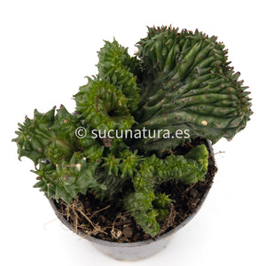 Euphorbia Horrida Crestata - ø 7.5 cm - Sucunatura. Plantas crassulas como echeveria, kalanchoe, sedum, sempervivum, graptoveria y aeonium.