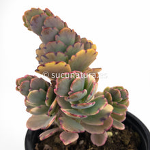 Load image into Gallery viewer, Kalanchoe Fedtschenkoi Variegata - ø 10.5 cm - Sucunatura. Plantas crassulas como echeveria, kalanchoe, sedum, sempervivum, graptoveria y aeonium.
