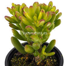 Cargar imagen en el visor de la galería, Crassula Ovata Jade - ø 10.5 cm - Sucunatura. Plantas crassulas como echeveria, kalanchoe, sedum, sempervivum, graptoveria y aeonium.
