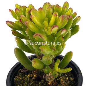 Crassula Ovata Jade - ø 10.5 cm - Sucunatura. Plantas crassulas como echeveria, kalanchoe, sedum, sempervivum, graptoveria y aeonium.