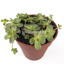 Cargar imagen en el visor de la galería, Orostachys Boehmerii - ø 5.5 cm - Sucunatura. Plantas crassulas como echeveria, kalanchoe, sedum, sempervivum, graptoveria y aeonium.
