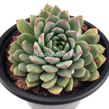 Cargar imagen en el visor de la galería, Sedeveria Blue Elf - ø 10.5 cm - Sucunatura. Plantas crassulas como echeveria, kalanchoe, sedum, sempervivum, graptoveria y aeonium.
