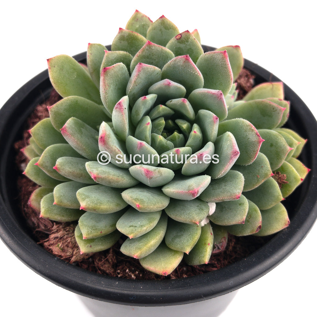 Sedeveria Blue Elf - ø 10.5 cm - Sucunatura. Plantas crassulas como echeveria, kalanchoe, sedum, sempervivum, graptoveria y aeonium.