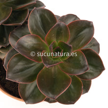 Load image into Gallery viewer, Bouquet Echeveria Burgundy Pearl o Echeveria Melaco - ø 17 cm - Sucunatura. Plantas crassulas como echeveria, kalanchoe, sedum, sempervivum, graptoveria y aeonium.
