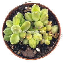 Load image into Gallery viewer, Pequeña Joya o Pachyphytum Compactum - ø 5.5 cm - Sucunatura. Plantas crassulas como echeveria, kalanchoe, sedum, sempervivum, graptoveria y aeonium.
