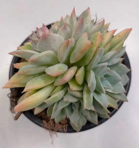 Echeveria Van Breen - ø 10.5 cm - Sucunatura. Plantas crassulas como echeveria, kalanchoe, sedum, sempervivum, graptoveria y aeonium.