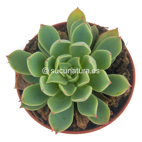 Echeveria Kirov - ø 8.5cm - Sucunatura. Plantas crassulas como echeveria, kalanchoe, sedum, sempervivum, graptoveria y aeonium.