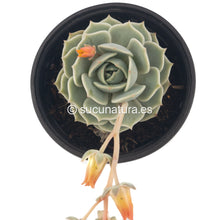 Cargar imagen en el visor de la galería, Echeveria Lola - ø 10.5 cm - Sucunatura. Plantas crassulas como echeveria, kalanchoe, sedum, sempervivum, graptoveria y aeonium.
