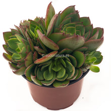 Load image into Gallery viewer, Echeveria ssp - ø 10.5 cm - Sucunatura. Plantas crassulas como echeveria, kalanchoe, sedum, sempervivum, graptoveria y aeonium.
