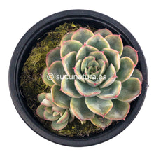 Cargar imagen en el visor de la galería, Echeveria Blue Yellow - ø 10.5 cm - Sucunatura. Plantas crassulas como echeveria, kalanchoe, sedum, sempervivum, graptoveria y aeonium.
