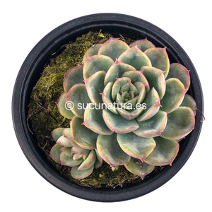 Echeveria Blue Yellow - ø 10.5 cm - Sucunatura. Plantas crassulas como echeveria, kalanchoe, sedum, sempervivum, graptoveria y aeonium.