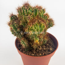 Cargar imagen en el visor de la galería, Cactus Monstruoso - ø 10.5 cm - Sucunatura. Plantas crassulas como echeveria, kalanchoe, sedum, sempervivum, graptoveria y aeonium.
