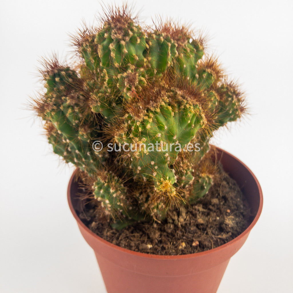 Cactus Monstruoso - ø 10.5 cm - Sucunatura. Plantas crassulas como echeveria, kalanchoe, sedum, sempervivum, graptoveria y aeonium.