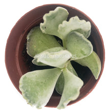 Load image into Gallery viewer, Cotiledón Undulata - ø 5.5 cm - Sucunatura. Plantas crassulas como echeveria, kalanchoe, sedum, sempervivum, graptoveria y aeonium.
