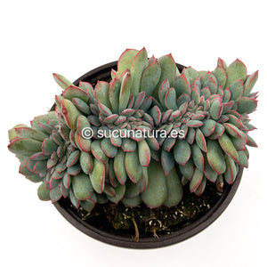 Echeveria Apus Cristata - ø 14 cm - Sucunatura. Plantas crassulas como echeveria, kalanchoe, sedum, sempervivum, graptoveria y aeonium.