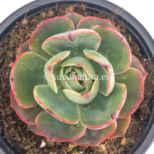 Load image into Gallery viewer, Echeveria Amistar - ø 10.5 cm - Sucunatura. Plantas crassulas como echeveria, kalanchoe, sedum, sempervivum, graptoveria y aeonium.
