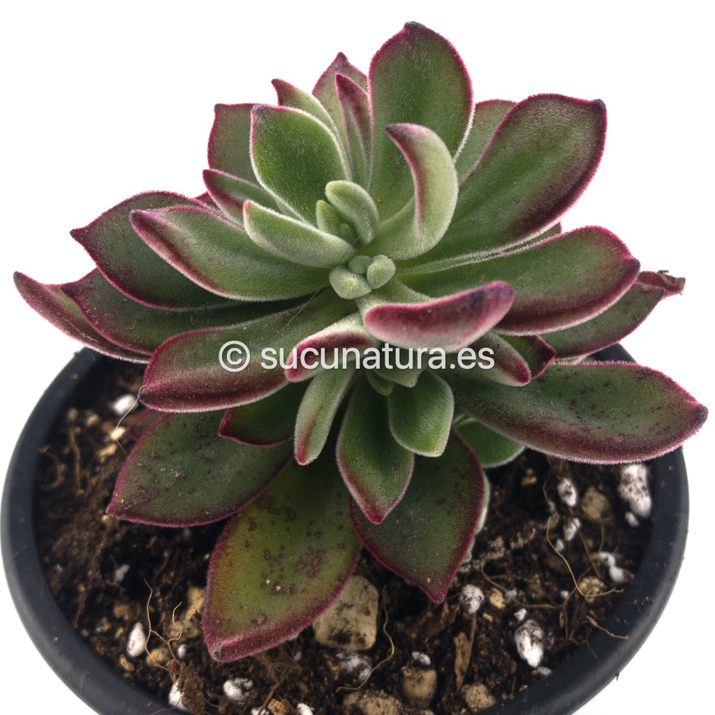 Echeveria Pulvinata Devotion - ø 13 cm - Sucunatura. Plantas crassulas como echeveria, kalanchoe, sedum, sempervivum, graptoveria y aeonium.