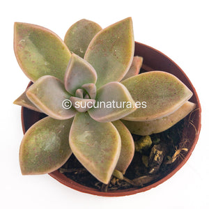 Graptopetalum Paraguayense - ø 5.5 cm - Sucunatura. Plantas crassulas como echeveria, kalanchoe, sedum, sempervivum, graptoveria y aeonium.