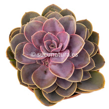 Cargar imagen en el visor de la galería, Echeveria Perle von Nürnberg - ø 10.5 cm - Sucunatura. Plantas crassulas como echeveria, kalanchoe, sedum, sempervivum, graptoveria y aeonium.
