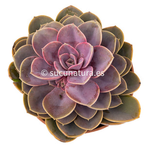 Echeveria Perle von Nürnberg - ø 10.5 cm - Sucunatura. Plantas crassulas como echeveria, kalanchoe, sedum, sempervivum, graptoveria y aeonium.