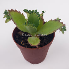 Cargar imagen en el visor de la galería, Kalanchoe daigremontiana - ø 5.5 cm - Sucunatura. Plantas crassulas como echeveria, kalanchoe, sedum, sempervivum, graptoveria y aeonium.
