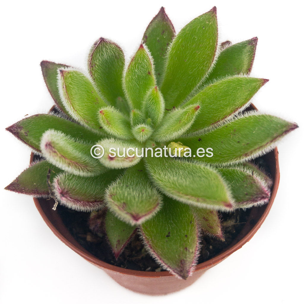 Echeveria Pilosa - ø 8.5 cm - Sucunatura. Plantas crassulas como echeveria, kalanchoe, sedum, sempervivum, graptoveria y aeonium.