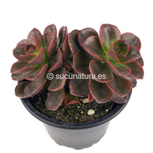 Load image into Gallery viewer, Echeveria Melaco - ø 10.5 cm - Sucunatura. Plantas crassulas como echeveria, kalanchoe, sedum, sempervivum, graptoveria y aeonium.
