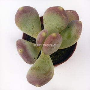 Pachyphitum Guangzhou- ø 5.5 cm - Sucunatura. Plantas crassulas como echeveria, kalanchoe, sedum, sempervivum, graptoveria y aeonium.